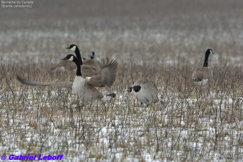 Canada Goose