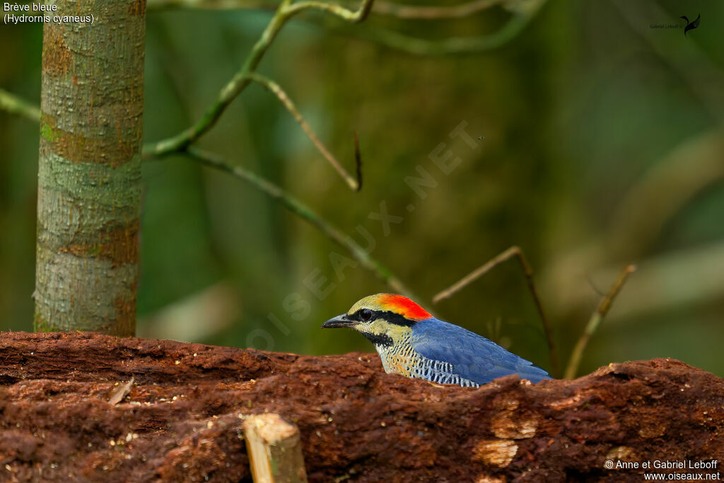 Blue Pitta