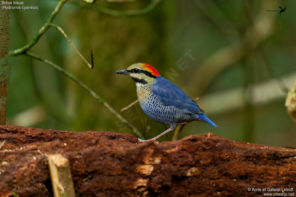 Blue Pitta