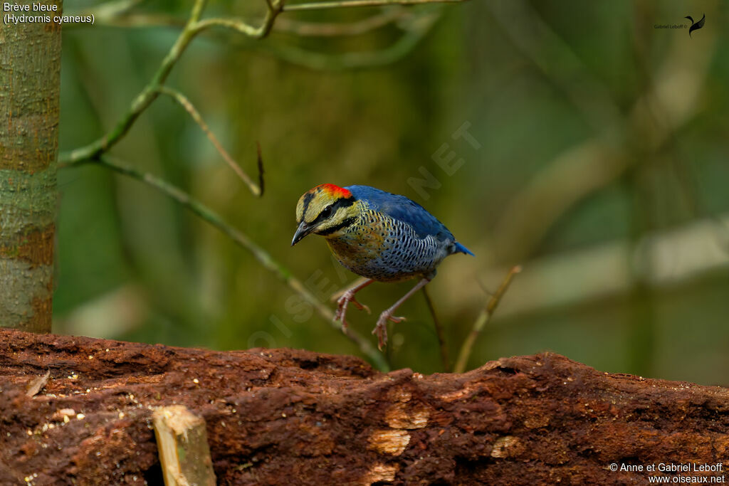 Blue Pitta