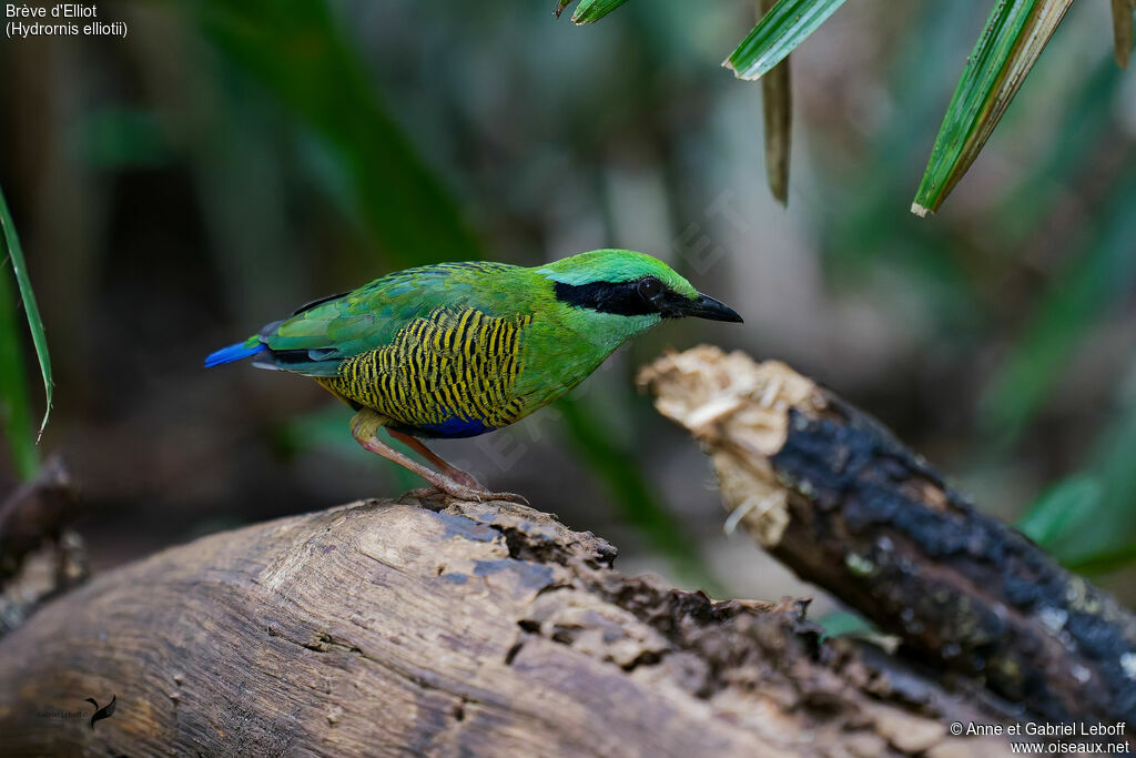 Bar-bellied Pitta