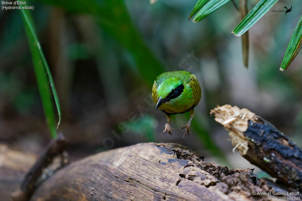 Bar-bellied Pitta