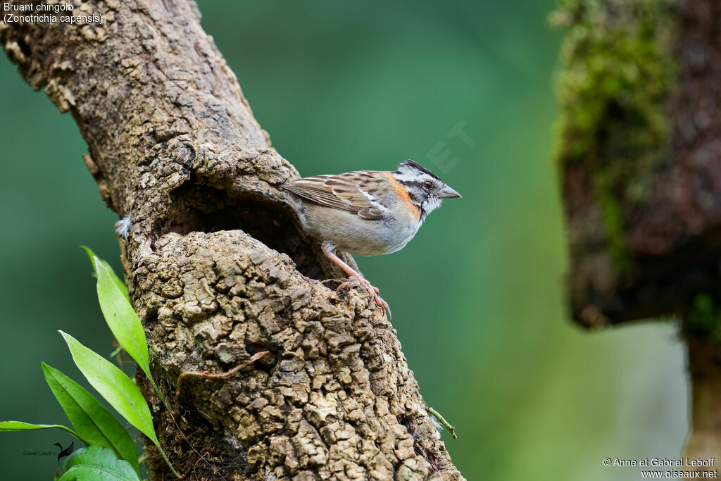 Rufous-collared Sparrow