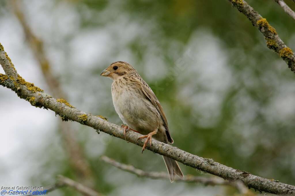 Corn Buntingjuvenile, identification