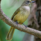 Bulbul de Conrad