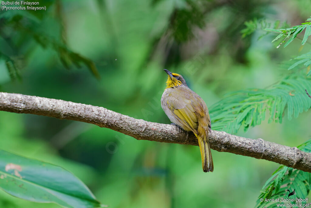 Bulbul de Finlaysonadulte