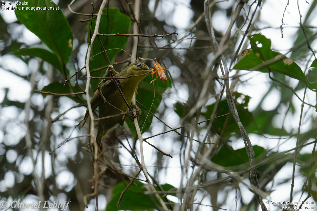 Long-billed Bernieria