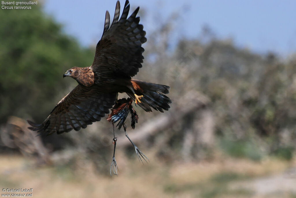 African Marsh Harrier