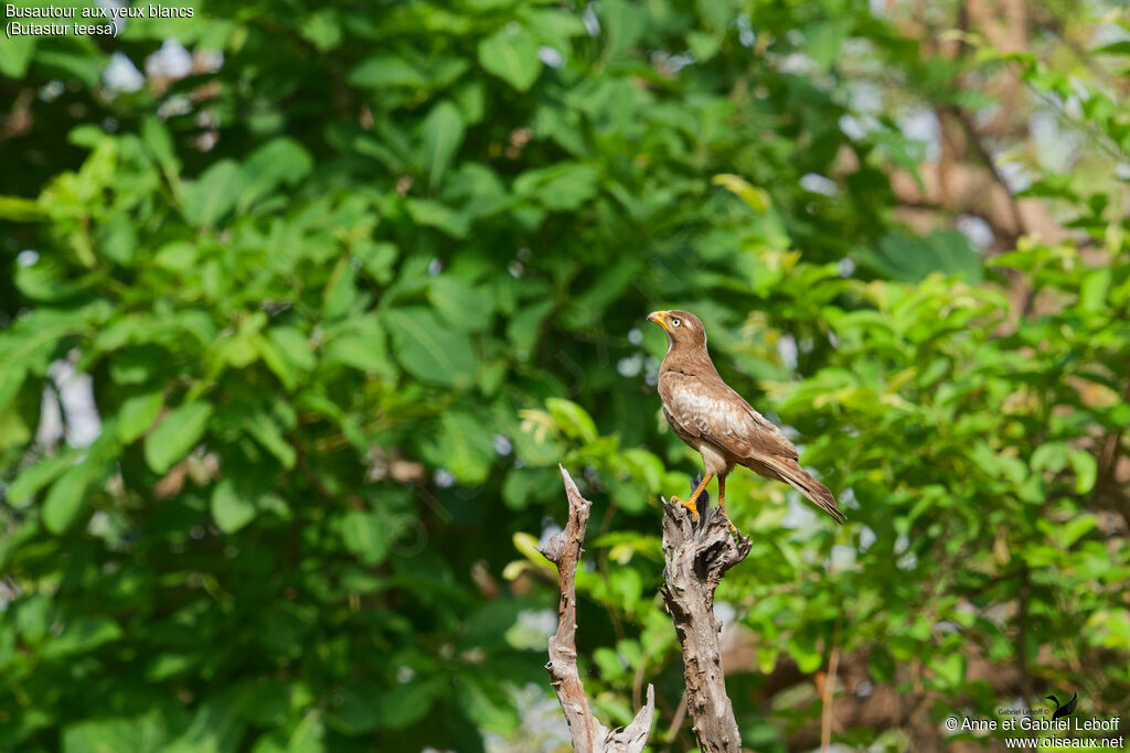 Busautour aux yeux blancs