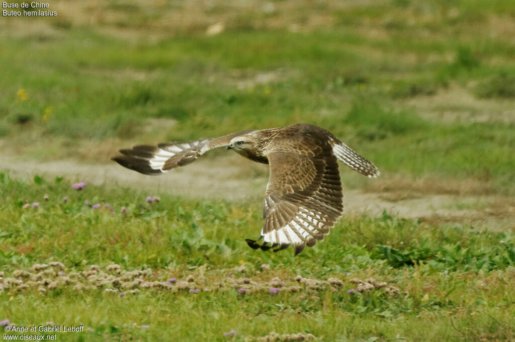 Upland Buzzard
