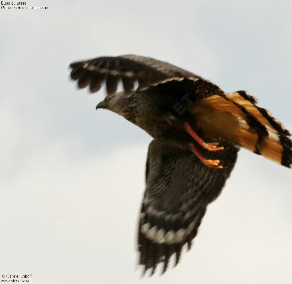 Crane Hawk