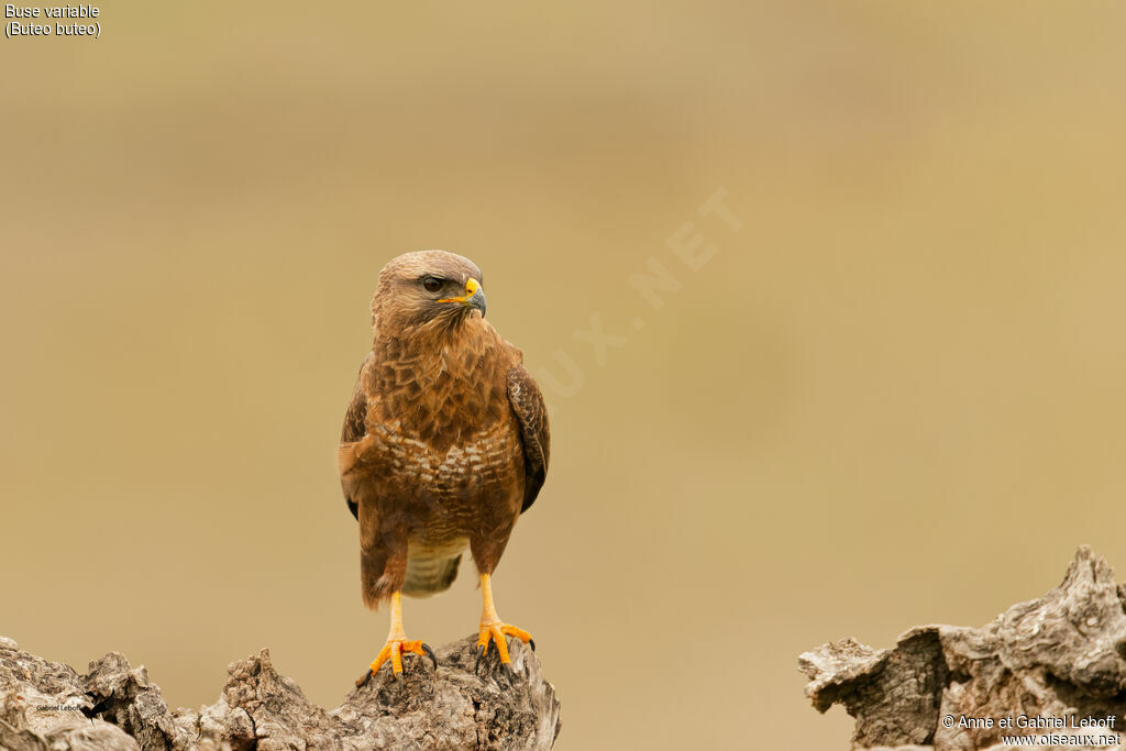 Buse variable