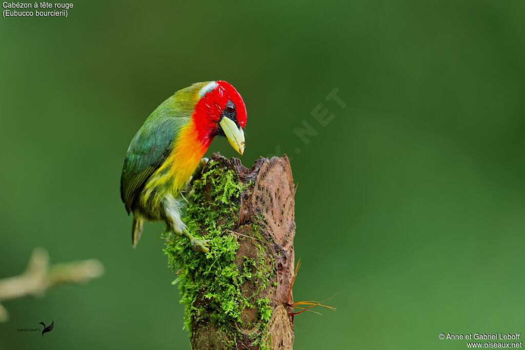 Red-headed Barbet male