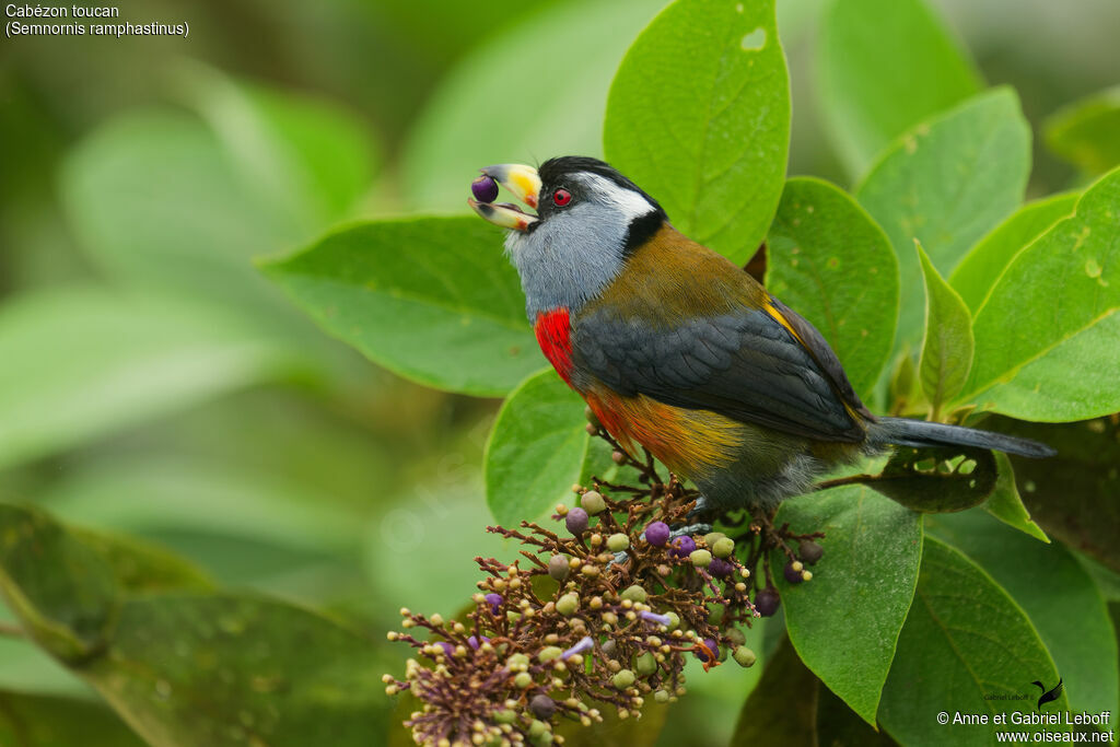 Cabézon toucan