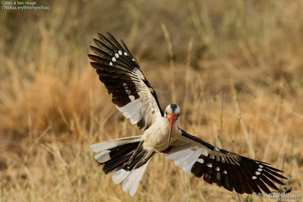 Northern Red-billed Hornbill