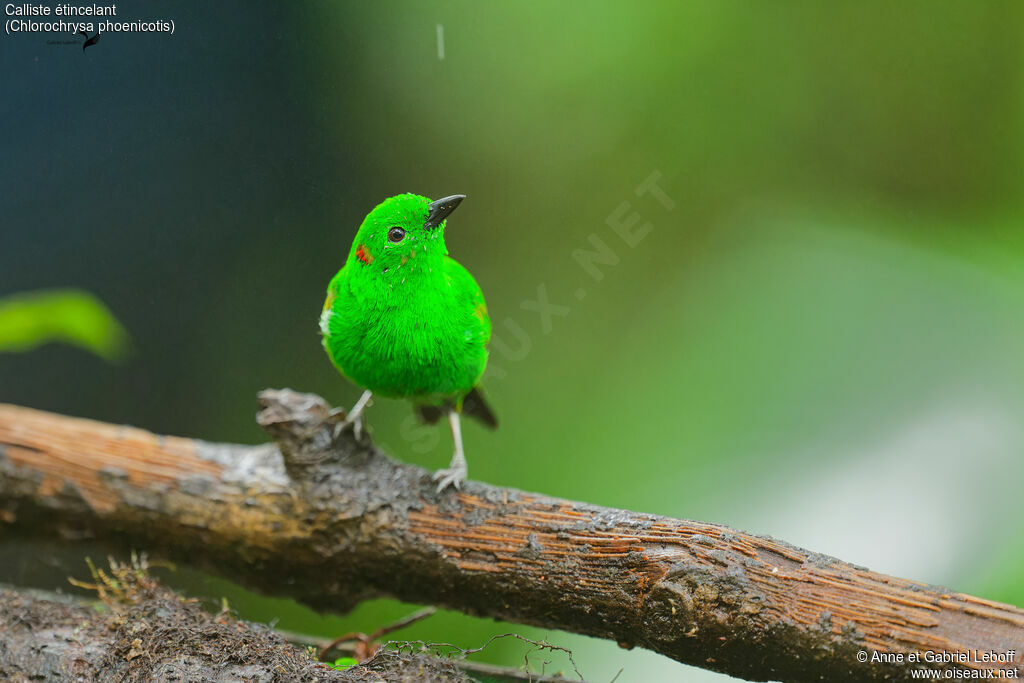 Glistening-green Tanageradult
