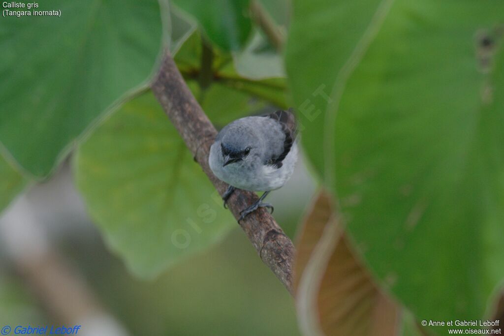 Plain-colored Tanager