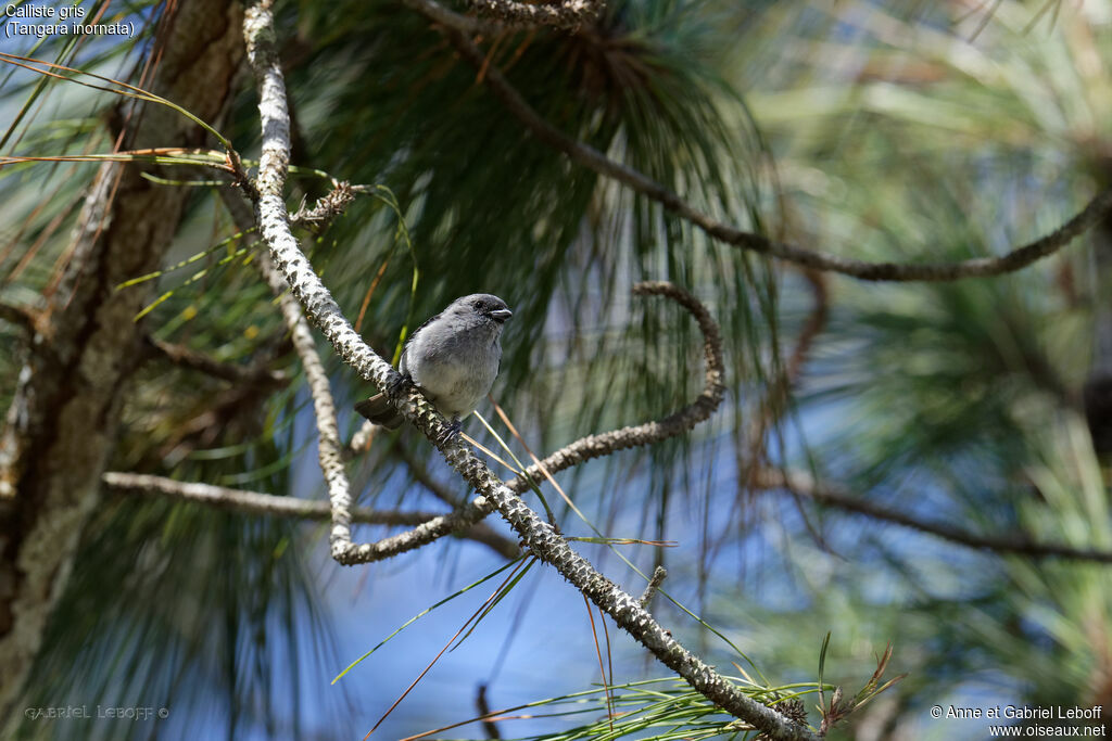 Plain-colored Tanager