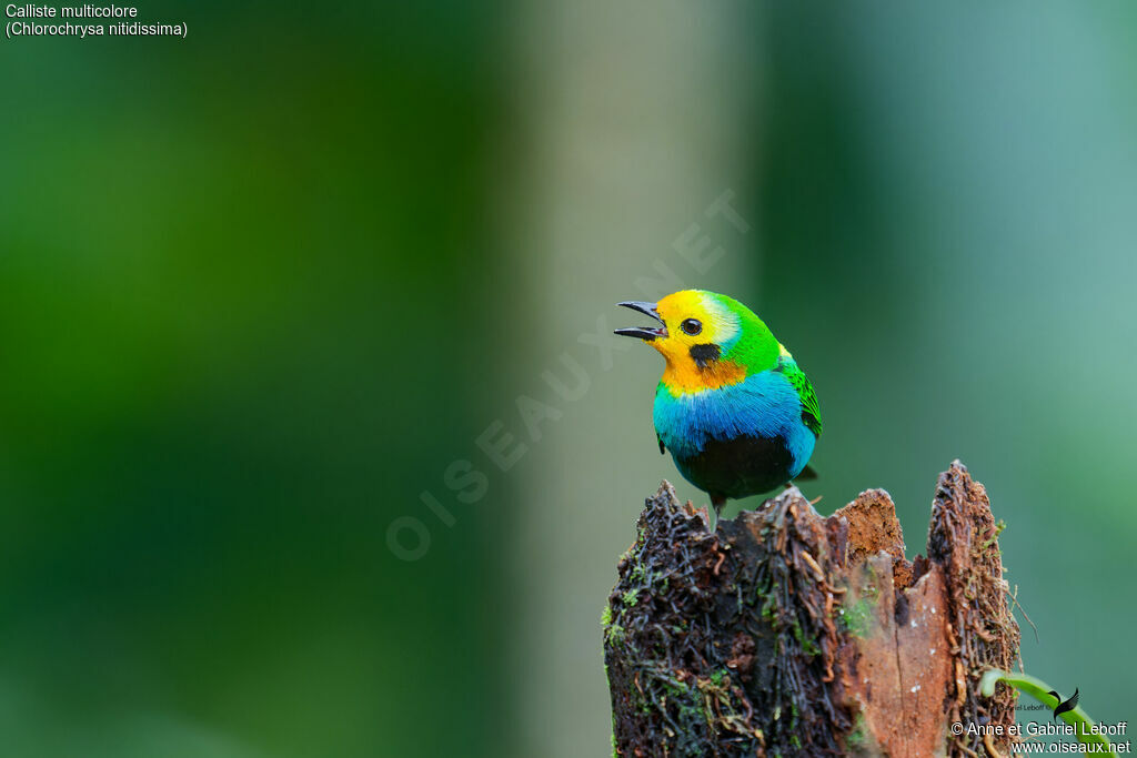 Calliste multicolore