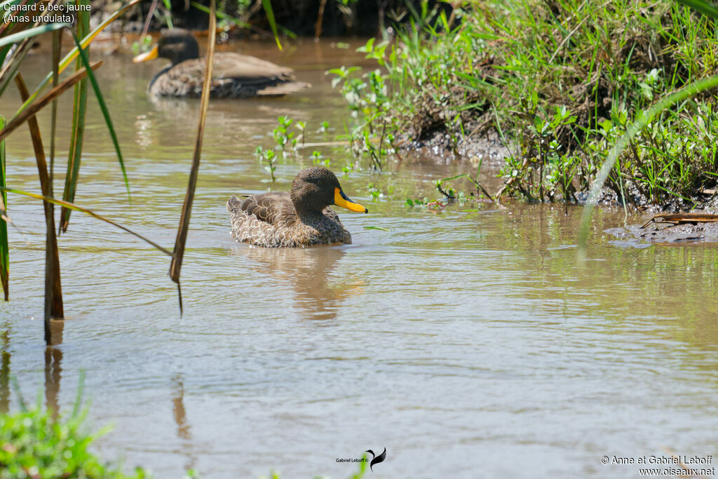 Canard à bec jaune