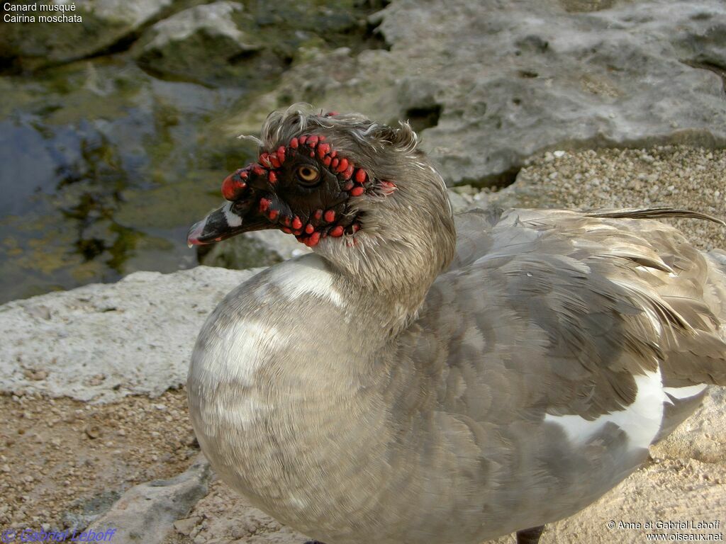 Muscovy Duck