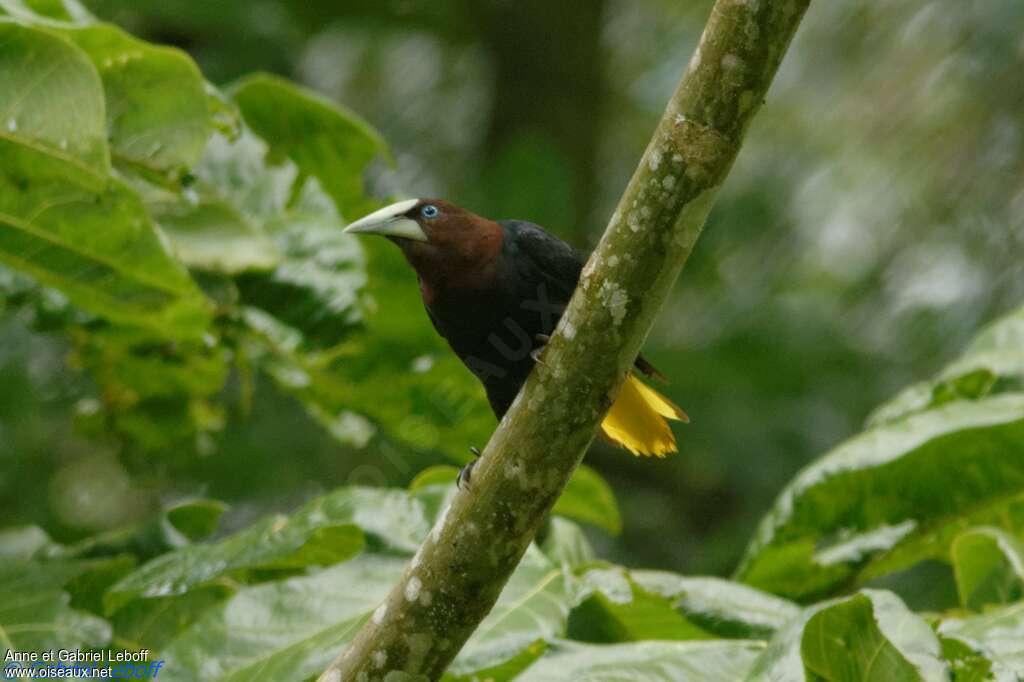 Chestnut-headed Oropendolaadult, Behaviour