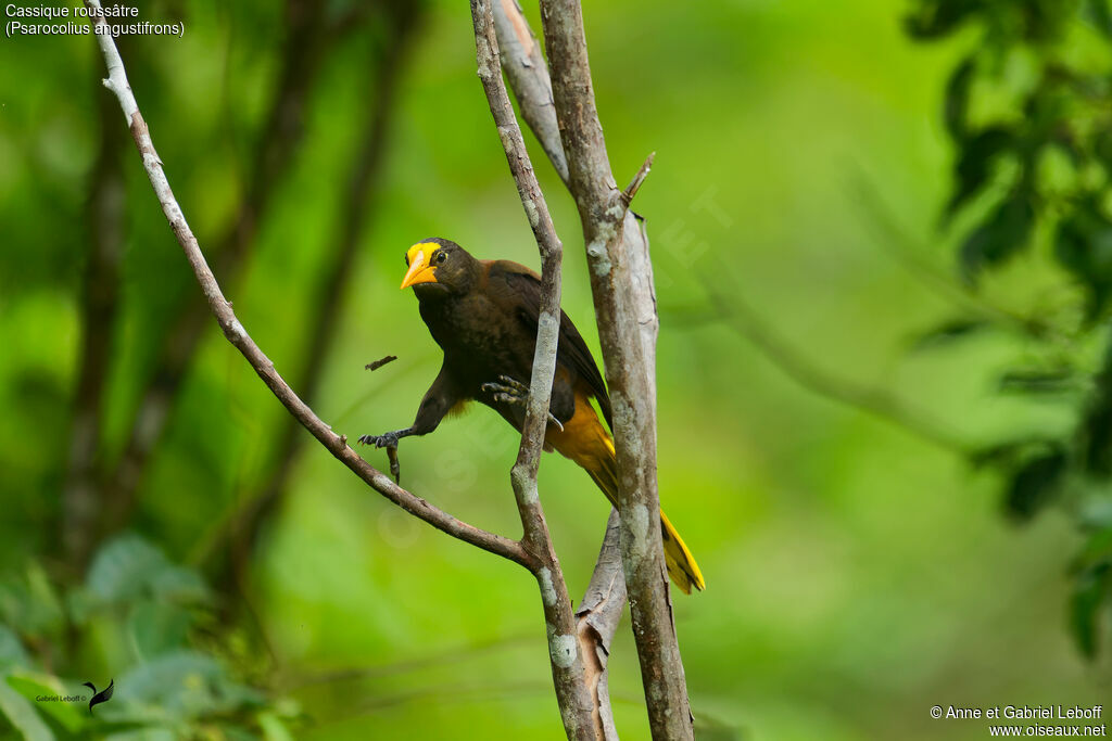 Russet-backed Oropendola