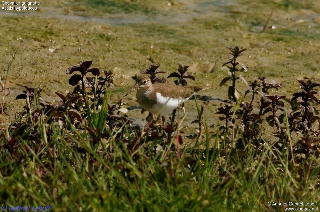 Common Sandpiper