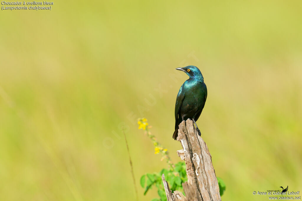 Greater Blue-eared Starlingadult