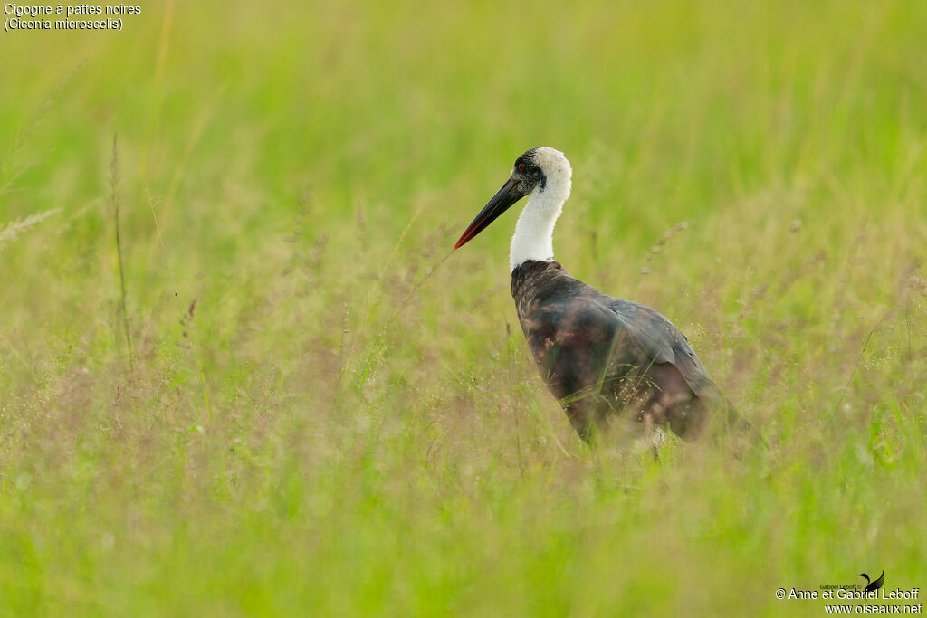 Cigogne à pattes noires