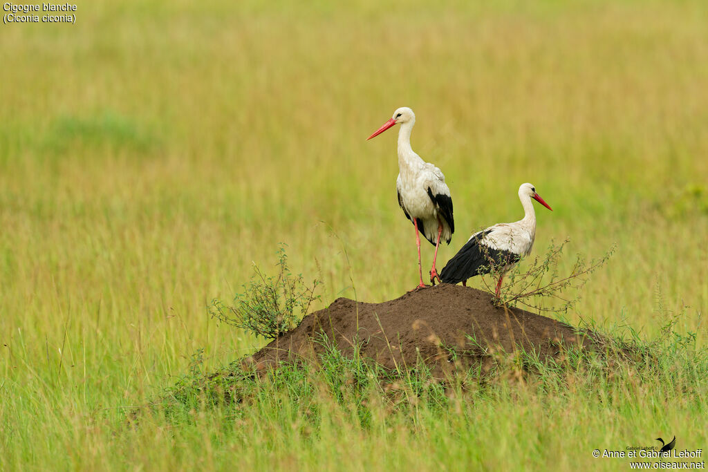White Storkadult