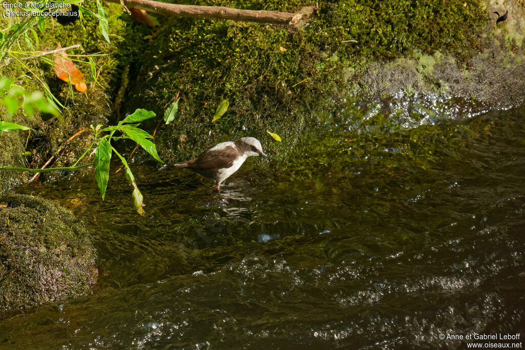 White-capped Dipper