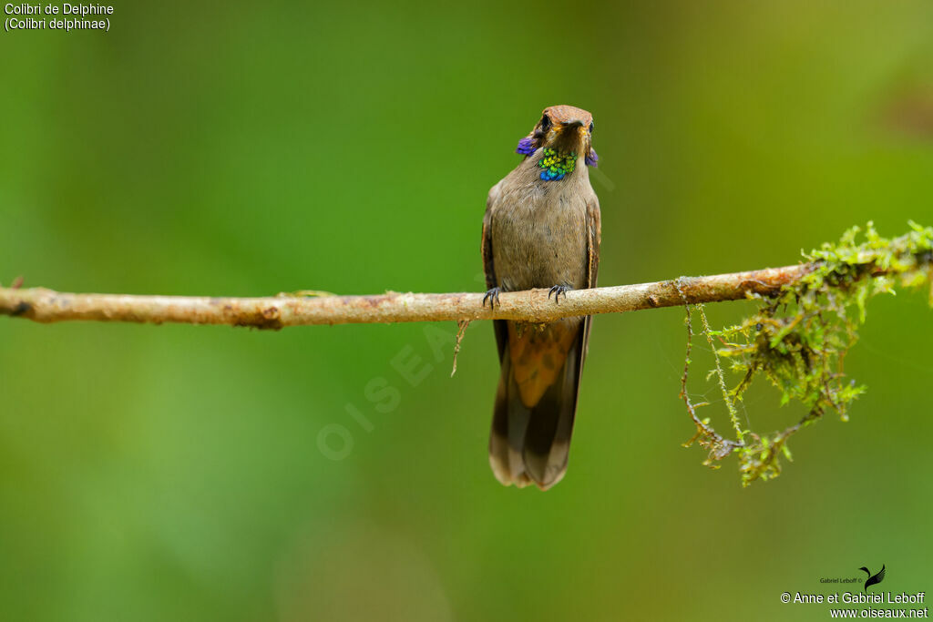 Colibri de Delphine