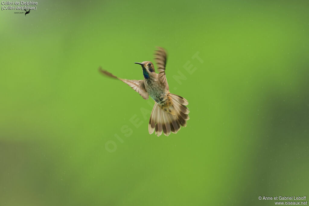 Colibri de Delphine