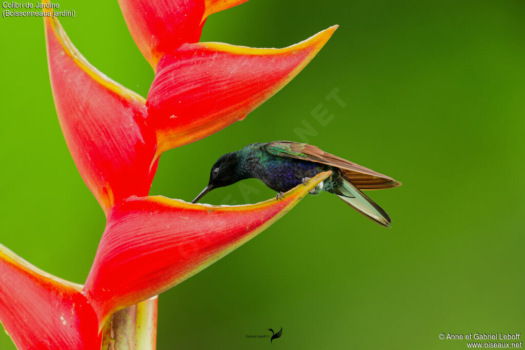 Velvet-purple Coronet
