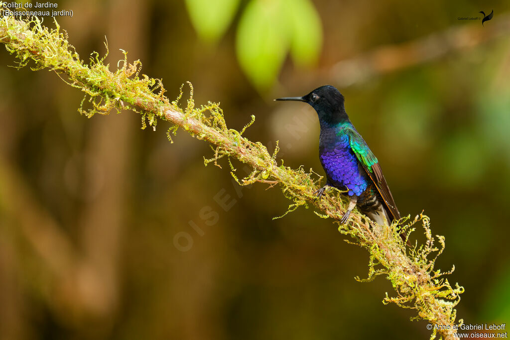 Velvet-purple Coronet