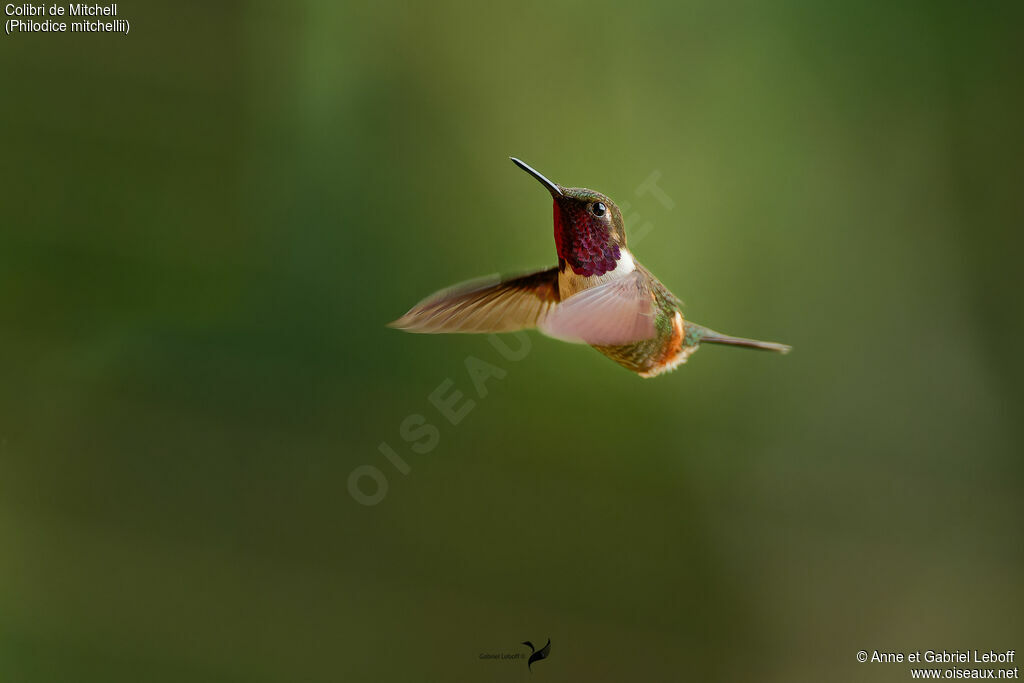 Colibri de Mitchell mâle adulte, Vol