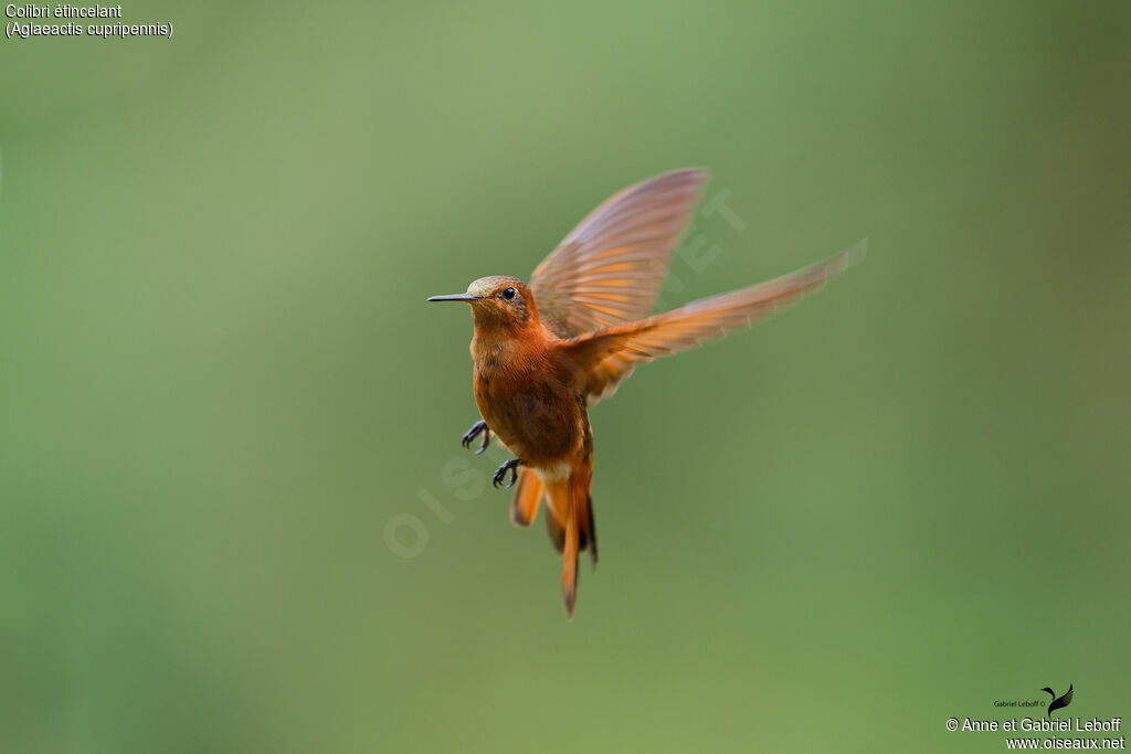 Colibri étincelantadulte