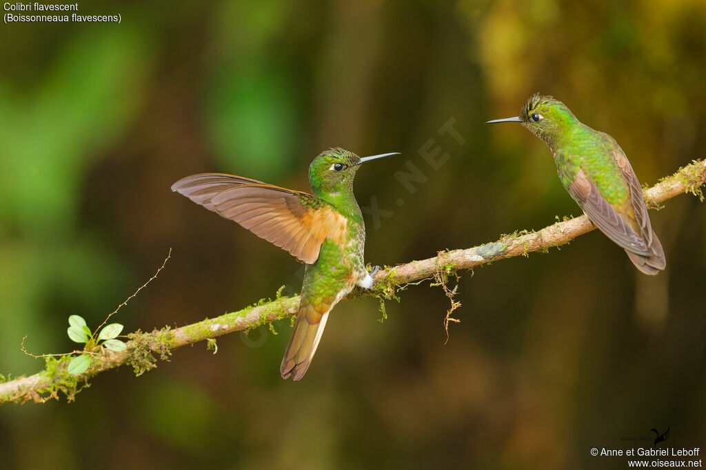 Buff-tailed Coronet