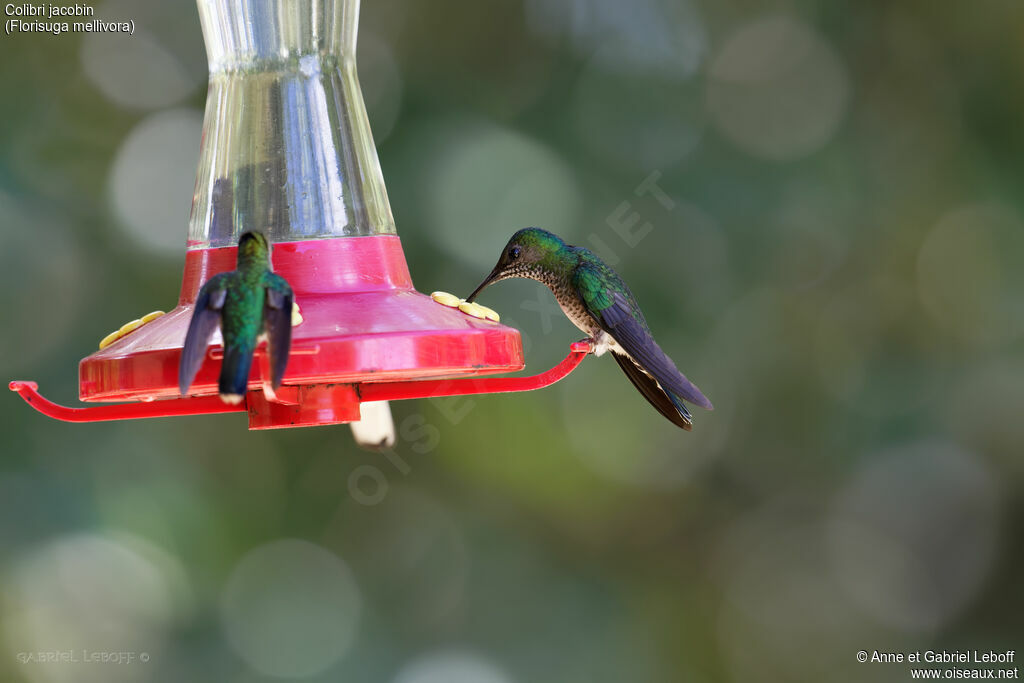 Colibri jacobin femelle