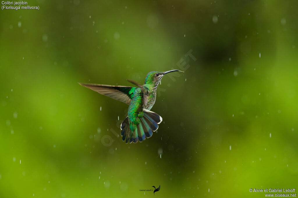 White-necked Jacobin female adult