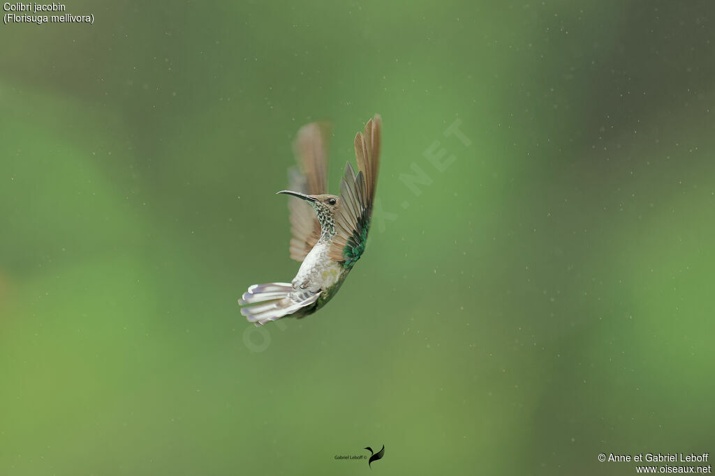 Colibri jacobin femelle adulte