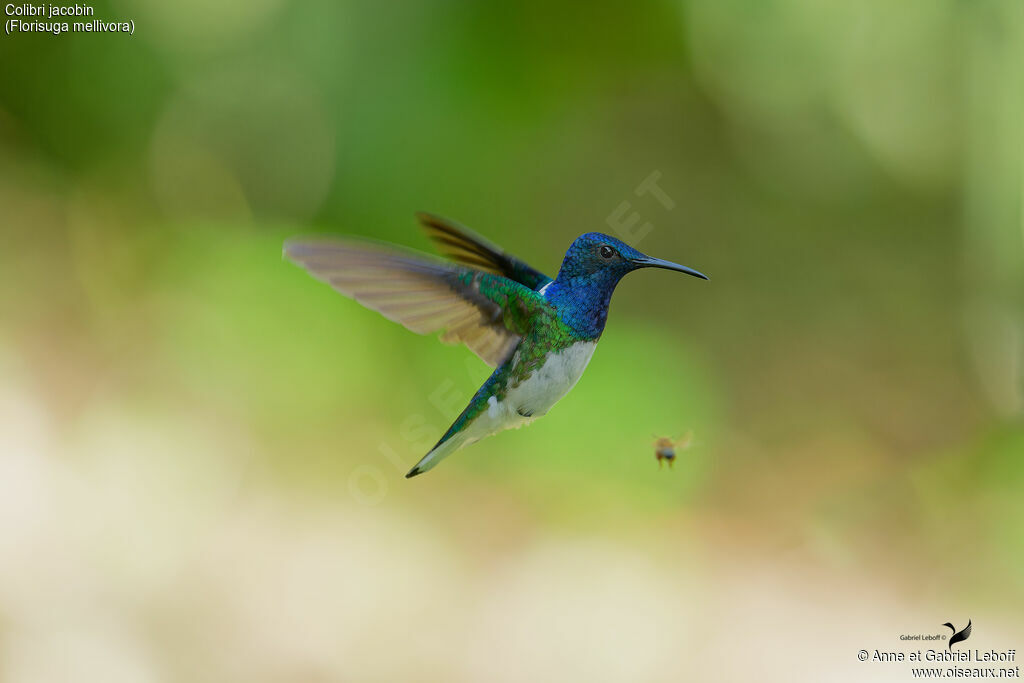 Colibri jacobin mâle adulte