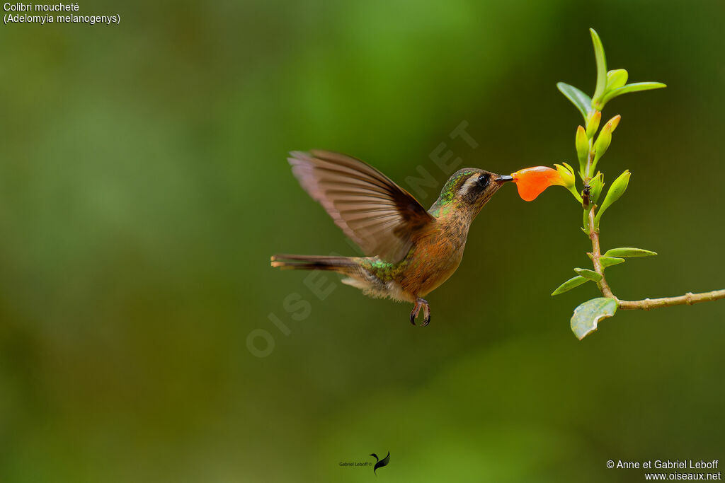 Speckled Hummingbirdadult