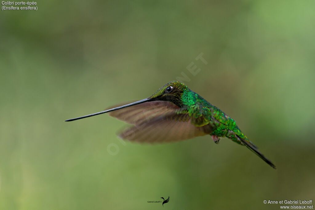 Sword-billed Hummingbird male adult