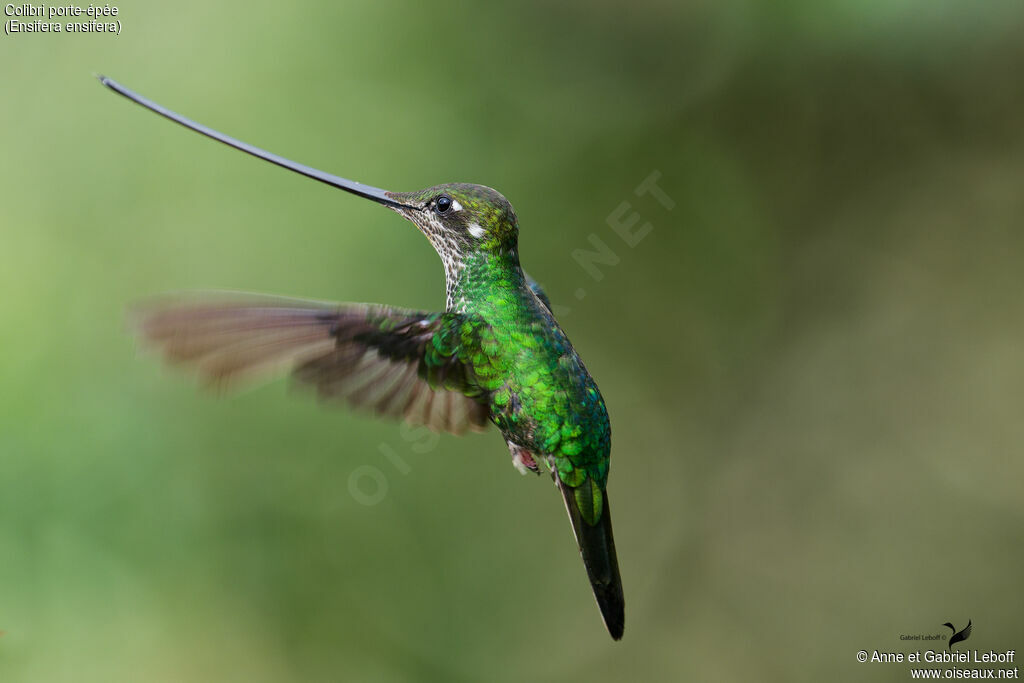 Sword-billed Hummingbird female adult