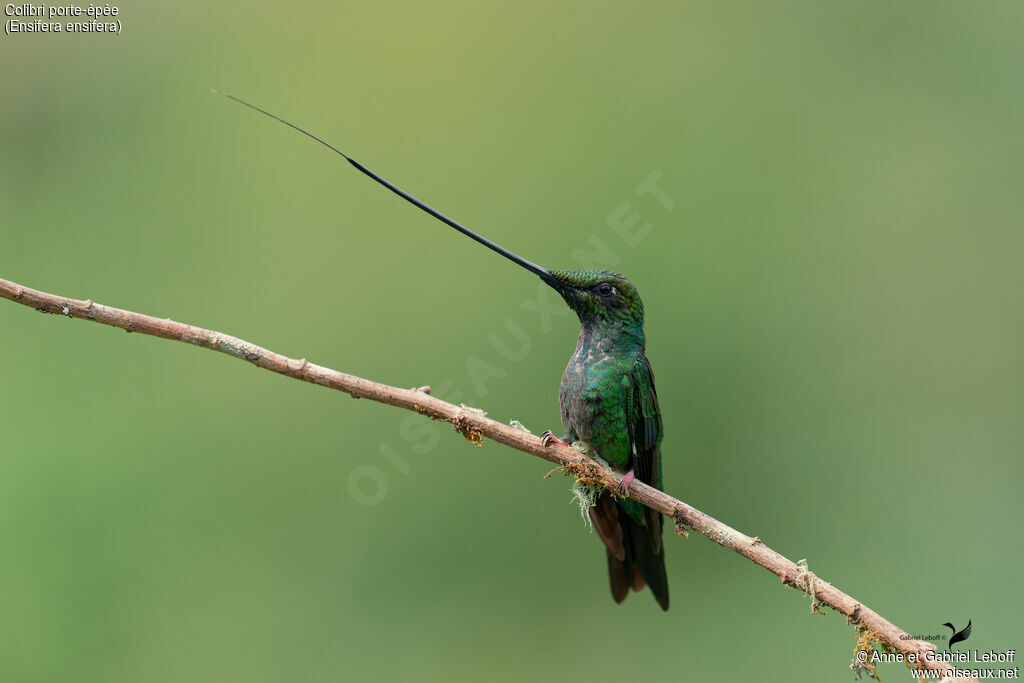 Sword-billed Hummingbird female adult