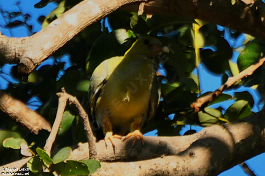 African Green Pigeon