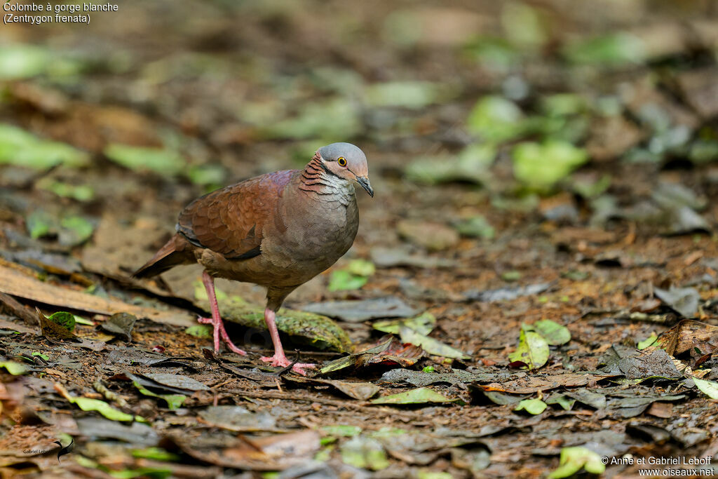 White-throated Quail-Dove