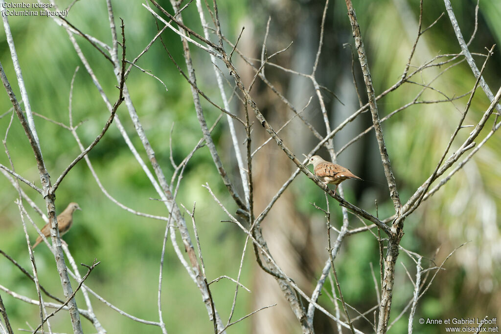 Ruddy Ground Dove male